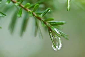 Larmes-par-David-Joly